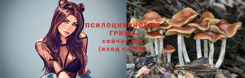 даркнет состав  Невинномысск  Псилоцибиновые грибы Psilocybe 